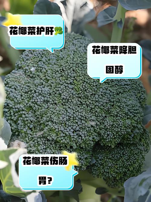 白花椰菜怎麼保存