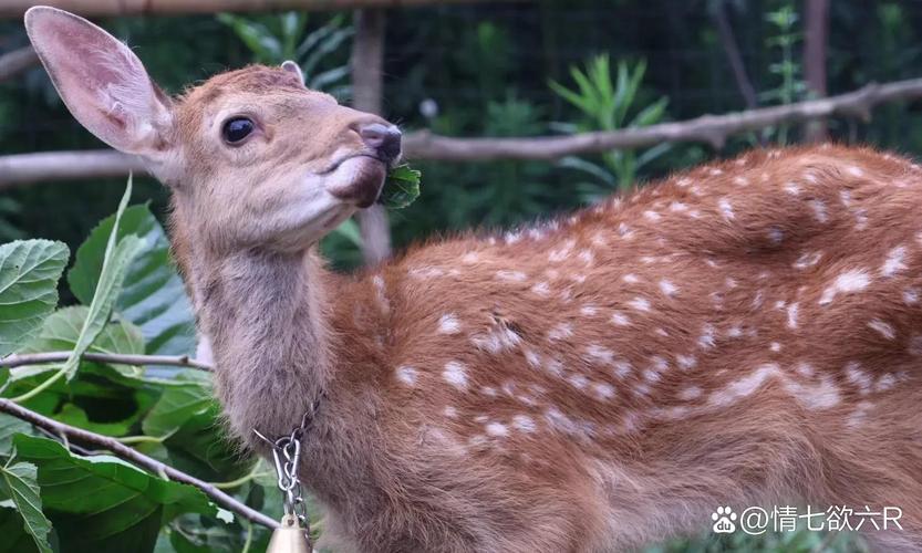 謝靈通是什麼動物?解開迷人神話與現實的動物身分之謎 3 謝靈通是什麼動物