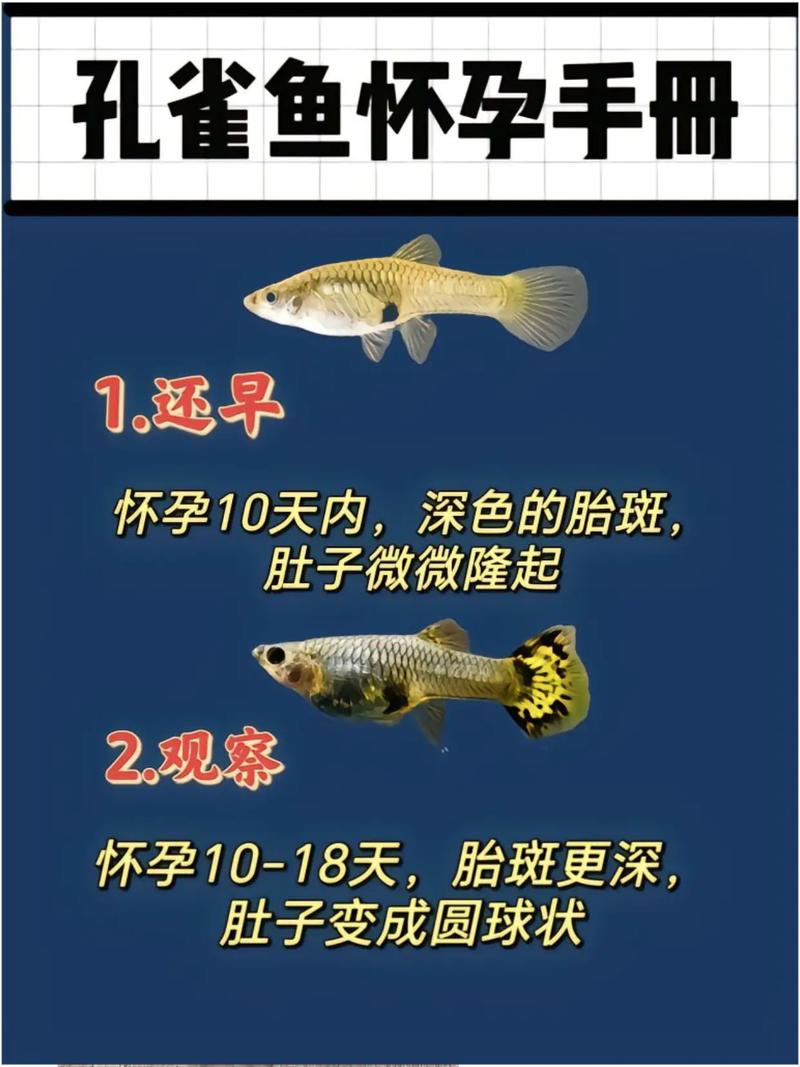 孔雀魚懷孕怎麼看?新手也能快速掌握的辨別技巧與觀察重點 3 孔雀魚懷孕怎麼看