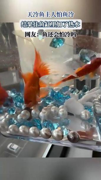 魚怕冷嗎?揭開淡水魚與海水魚對溫度的敏感度大哉問! 3 魚怕冷嗎