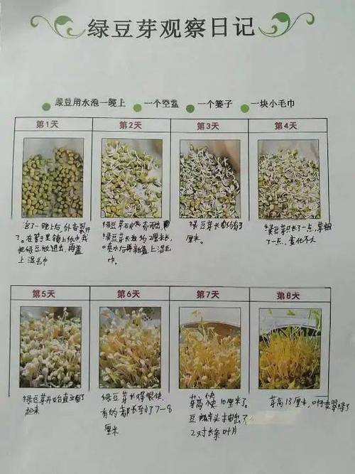 豆芽菜冷藏幾天