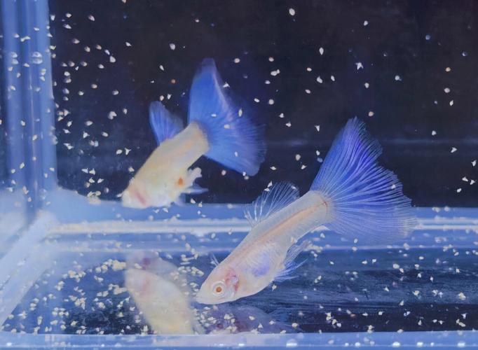 孔雀魚白子是什麼?揭開牠們夢幻般外表的神秘面紗 1 孔雀魚白子是什麼