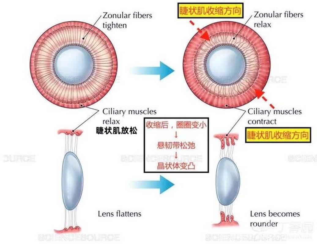 睫狀肌 是肌肉嗎