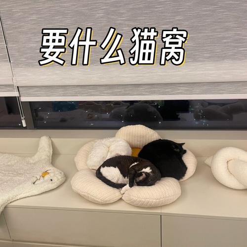 貓咪可以關在房間嗎?全方位評估與最佳實踐指南 1 貓咪可以關在房間嗎