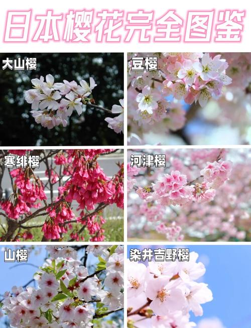 平地可以種櫻花嗎?破解迷思,打造您的專屬櫻花庭園! 1 平地可以種櫻花嗎