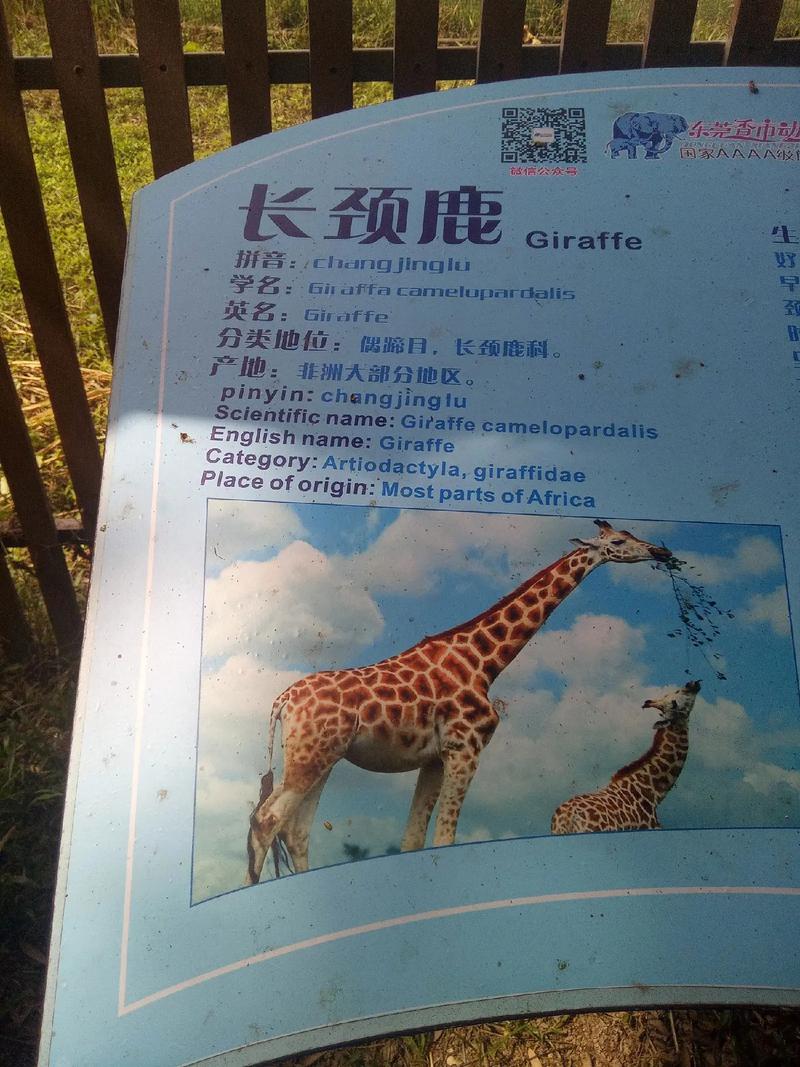 長頸鹿是恐龍嗎