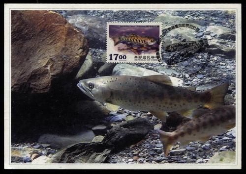 櫻花鉤吻鮭為什麼不用去海裡?臺灣特有種的淡水生存哲學 3 櫻花鉤吻鮭為什麼不用去海裡