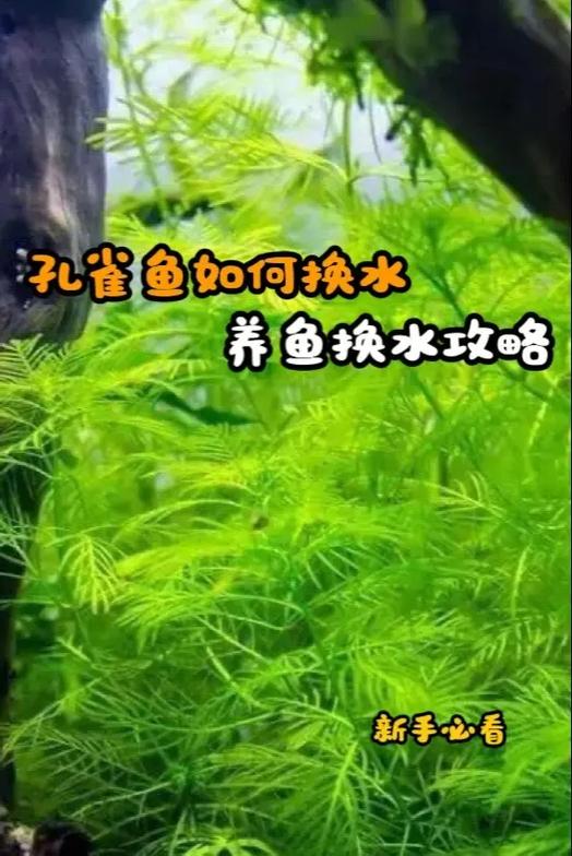 新魚多久換水?新手必懂的換水頻率與技巧,讓魚兒健康長大! 1 新魚多久換水