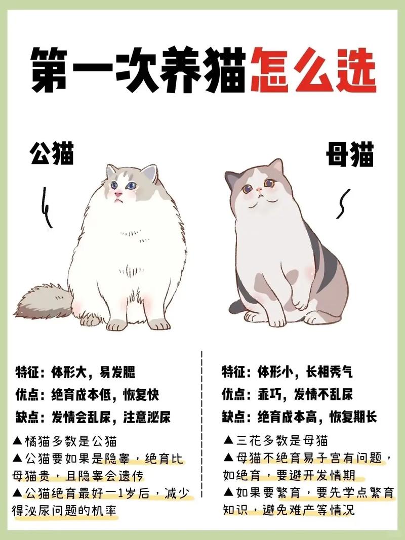 如何將貓養胖