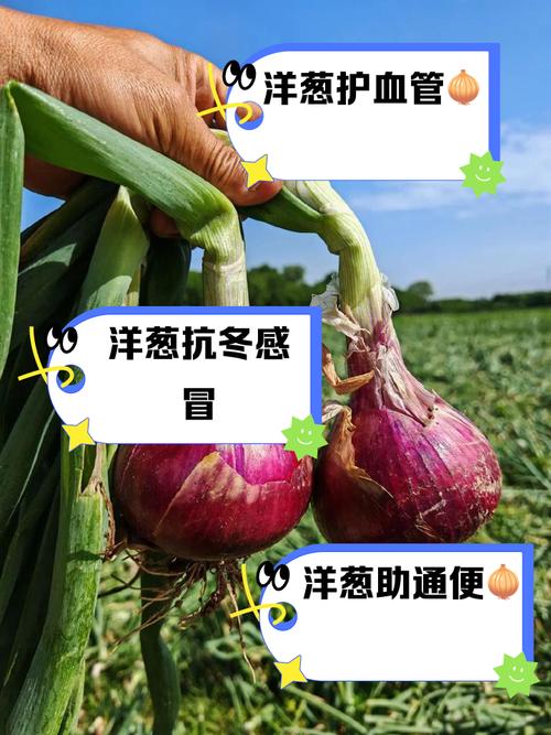 晚上吃洋蔥好嗎