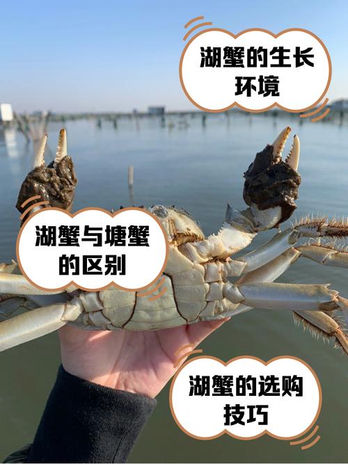 陸蟹可以在水裡嗎