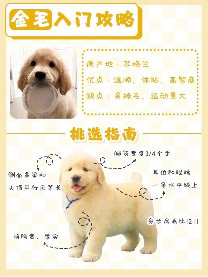 如何選擇好狗