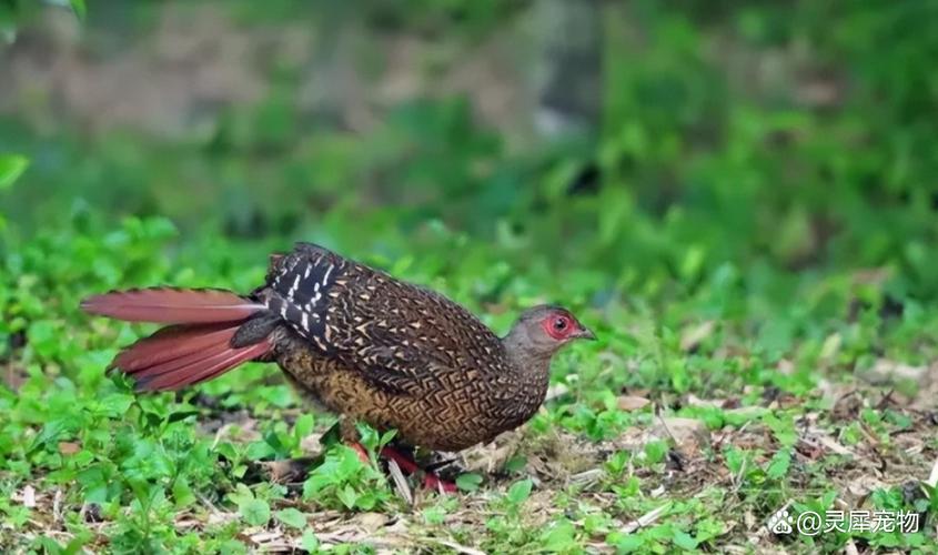 台灣特有種動物有哪些