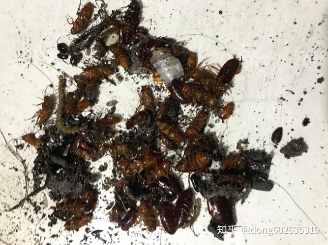 打死蟑螂算殺生嗎?從佛教觀點到實際生活,深入解析你可能忽略的生命定義 3 打死蟑螂算殺生嗎