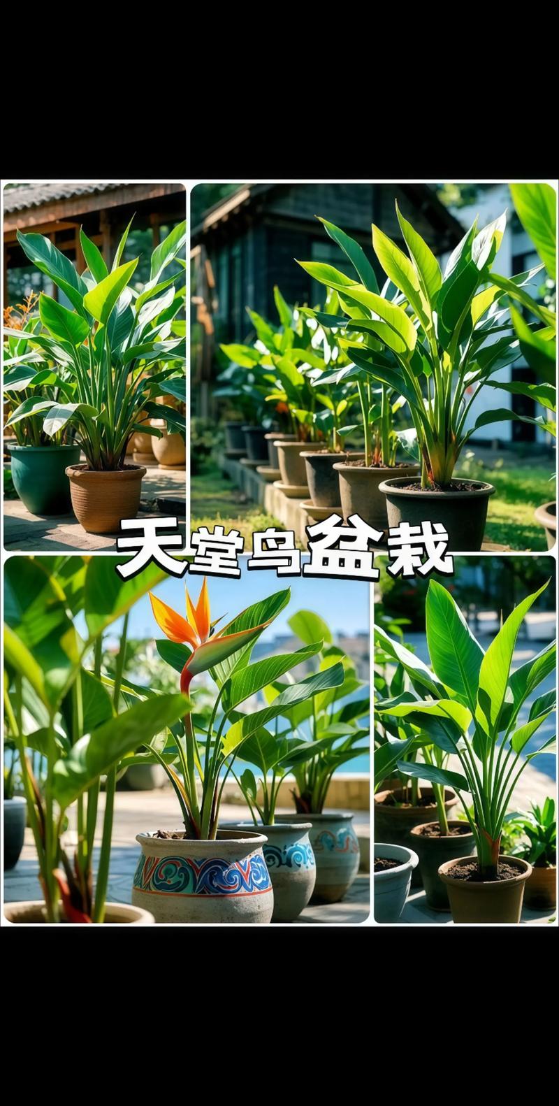 天堂鳥放哪裡
