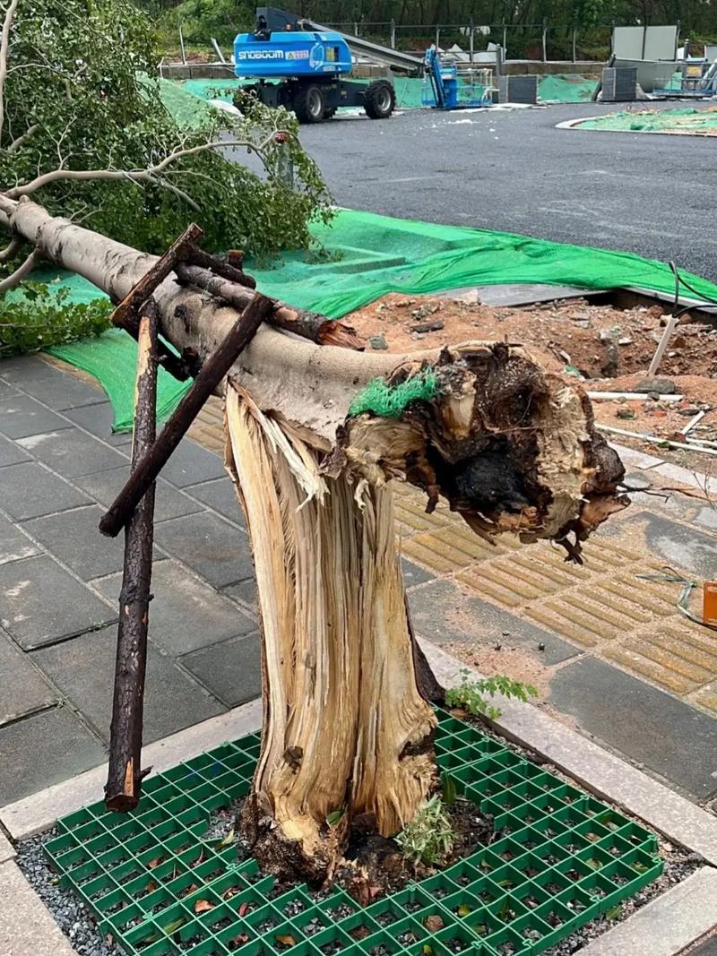 砍樹要注意什麼?從事前準備到安全施作,一次搞懂所有細節 3 砍樹要注意什麼
