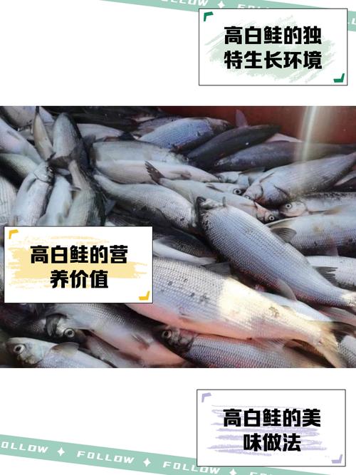 鮭魚是軟骨魚嗎