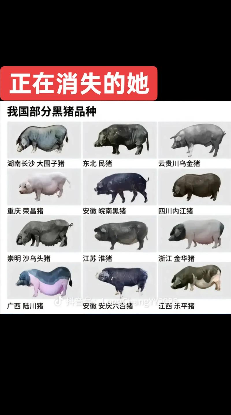 什麼是規格豬