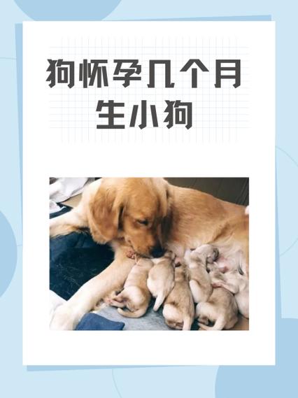 小狗長到幾個月