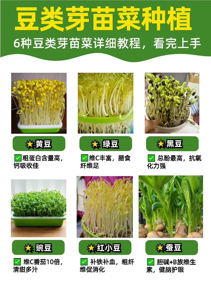 豆芽菜分類:認識綠豆芽、黃豆芽與更多細節 1 豆芽菜分類
