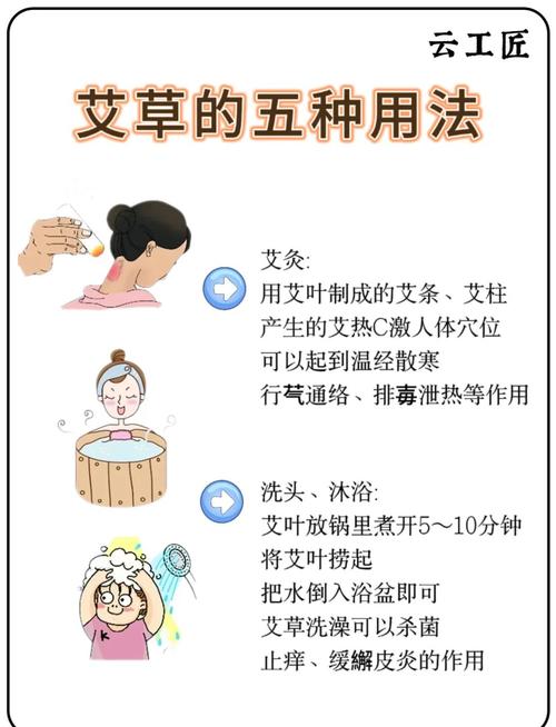 艾草可以活多久?揭開台灣常見艾草的壽命奧秘與照護技巧 3 艾草可以活多久
