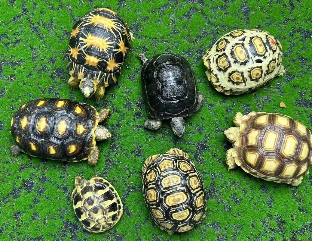 陸龜是冷血動物嗎