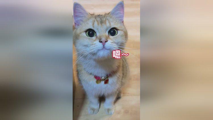 母貓發情怎麼安撫?掌握秘訣,讓愛貓舒服度過發情期 3 母貓發情怎麼安撫