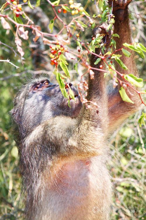 狒狒吃什麼?揭開牠們飲食習慣的奧秘與生態角色 3 狒狒吃什麼