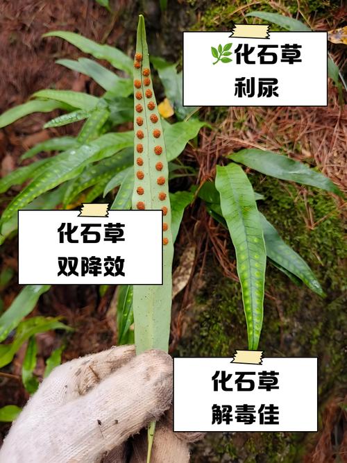 化石草禁忌