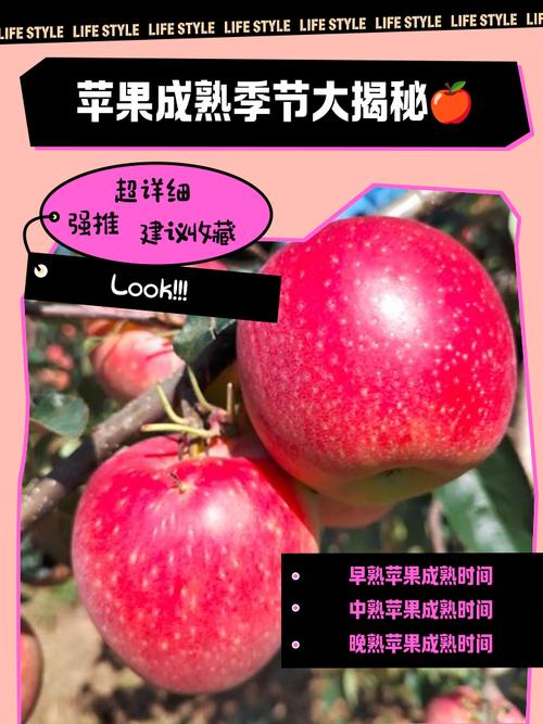 蘋果是漿果嗎