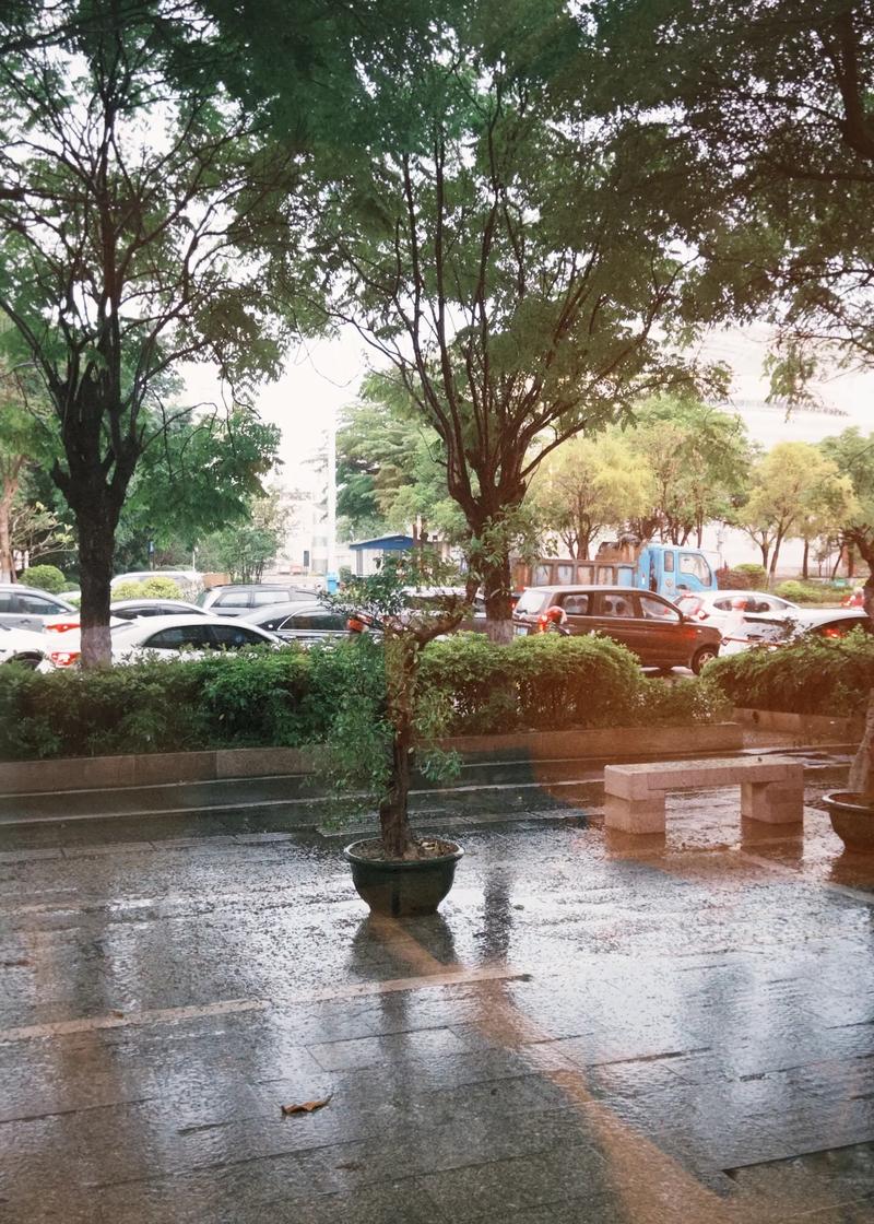 為什麼下雨前會有味道