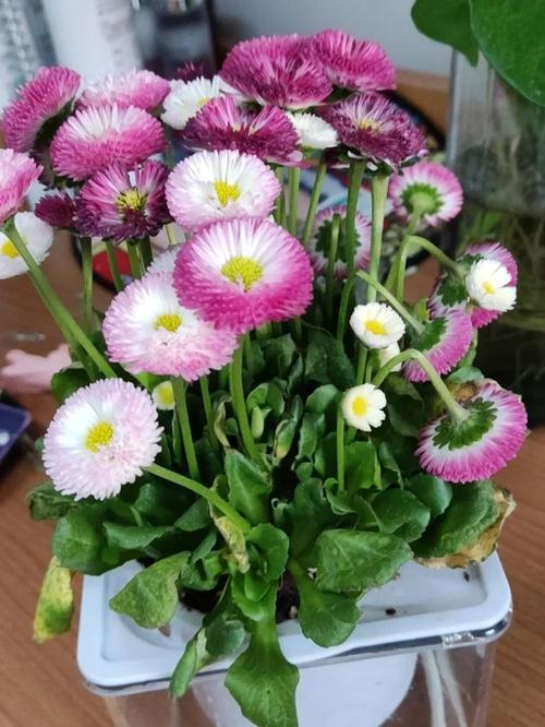 雛菊要曬太陽嗎