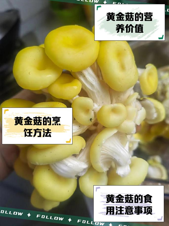 金針菇怎麼保存?掌握四大關鍵技巧,讓鮮美味道不打折! 1 金針菇怎麼保存