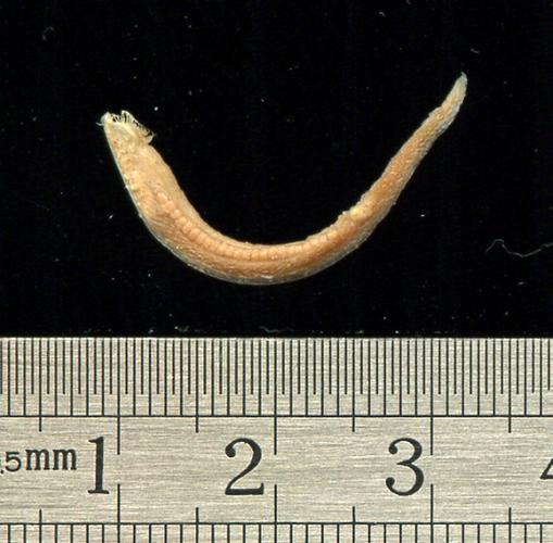 文昌魚是魚嗎?解開牠的神秘面紗,為何牠的「魚」名讓你如此困惑? 3 文昌魚是魚嗎