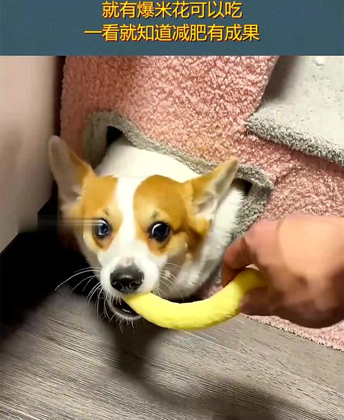 狗狗可以吃爆米花嗎