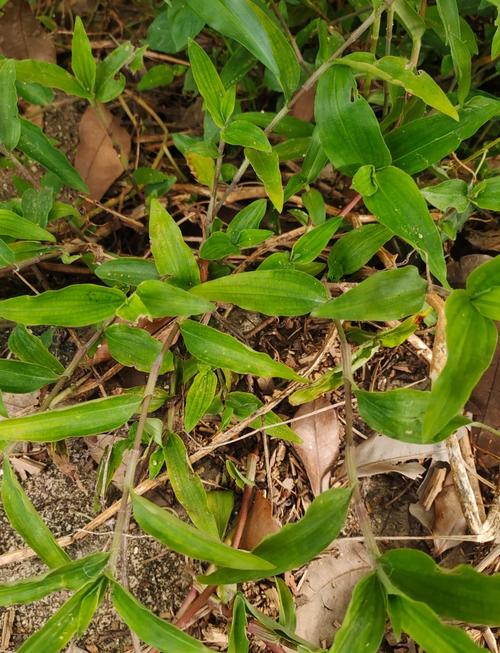 鴨拓草表皮細胞有葉綠體嗎
