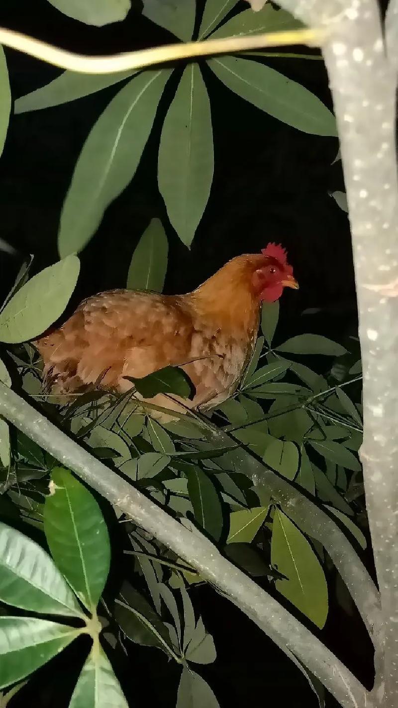 雞晚上看得到嗎