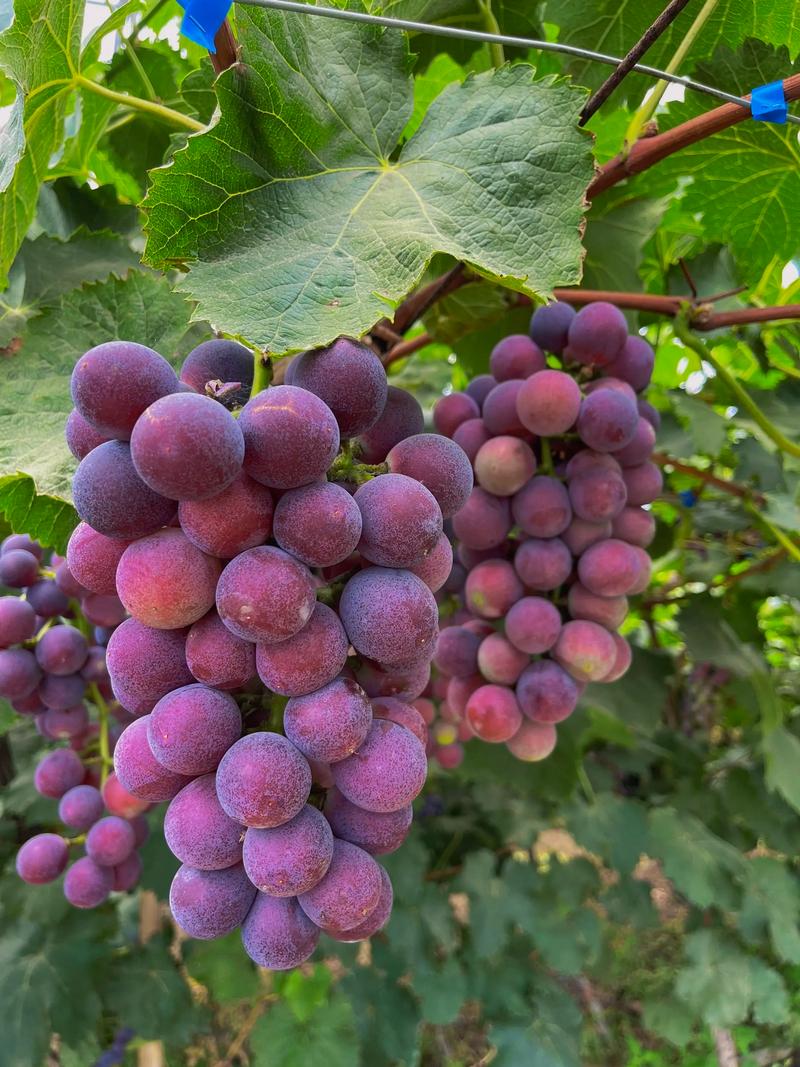 葡萄上的白霜是什麼