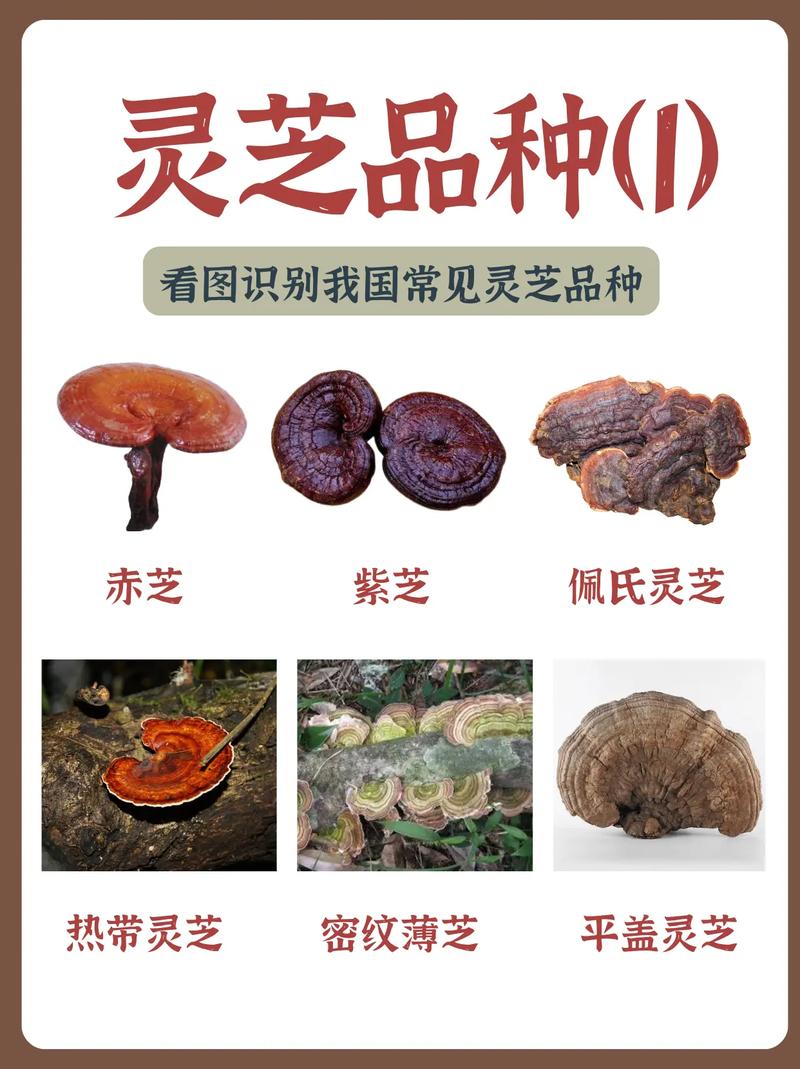 台灣靈芝有毒嗎