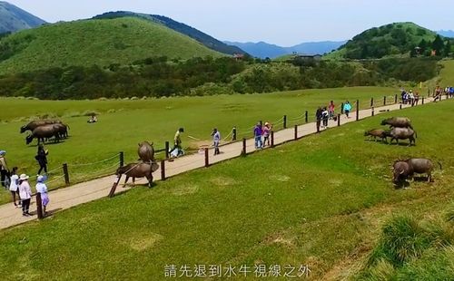 擎天崗的牛在哪?揭密陽明山草原的牛群蹤跡與生態觀察 1 擎天崗的牛在哪
