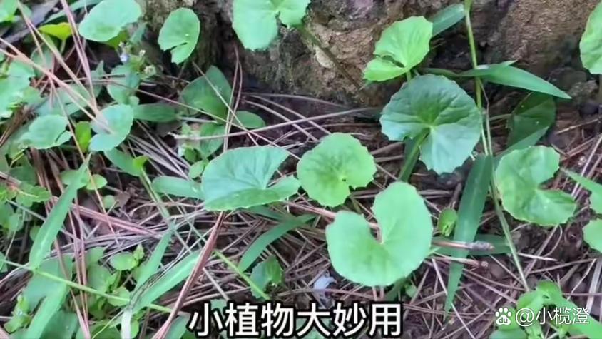 什麼是旱天雷