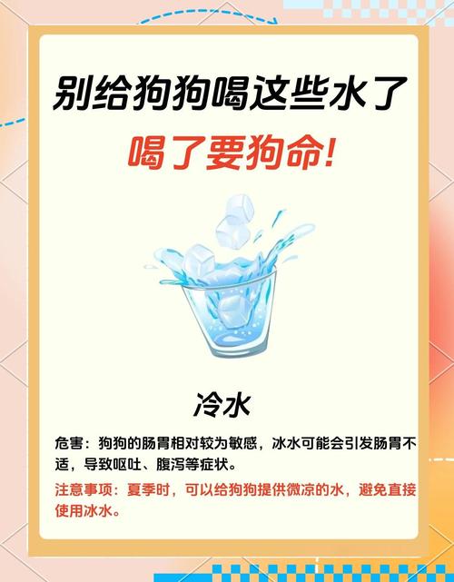 狗喜歡水嗎