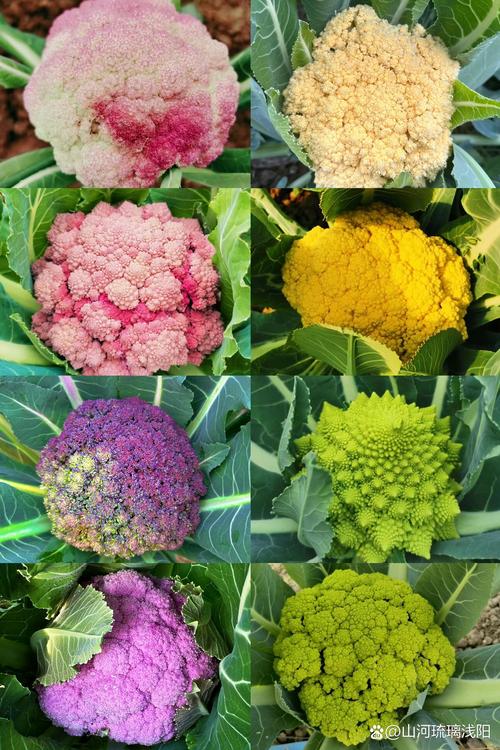 花椰菜在中國叫什麼