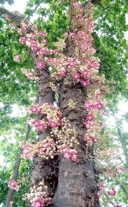 菩提樹開花嗎