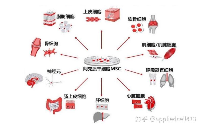 msc細胞是什麼