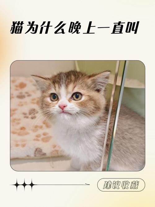 幼貓為什麼一直喵喵叫