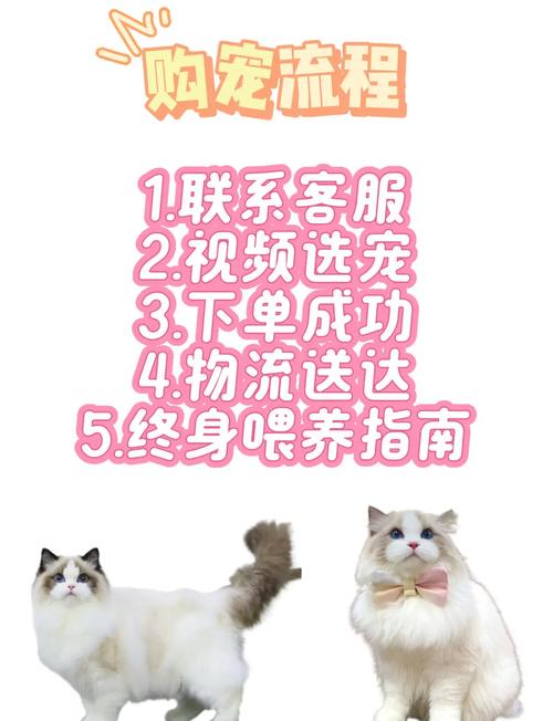 布偶貓價格多少