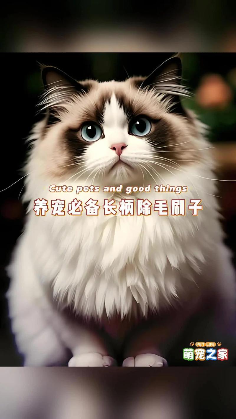 貓毛太多怎麼辦?徹底解決貓咪掉毛困擾,居家清潔與照護大全 3 貓毛太多怎麼辦