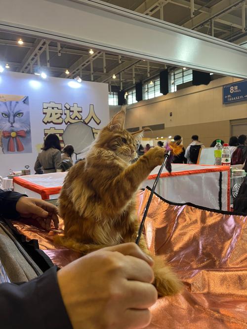 寵物展寵物可以落地嗎