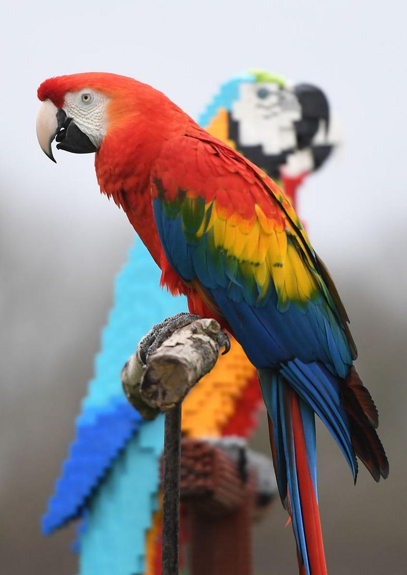 為什麼鸚鵡喜歡模仿